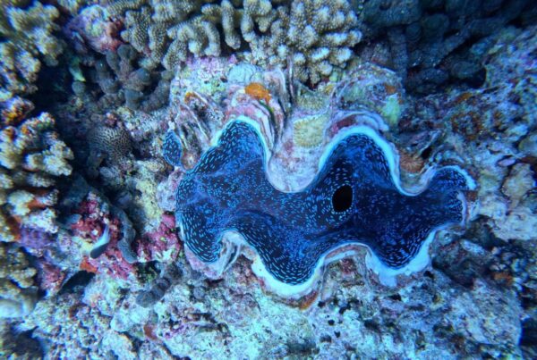 Drawn to the Deep: My Journey Into The Ocean