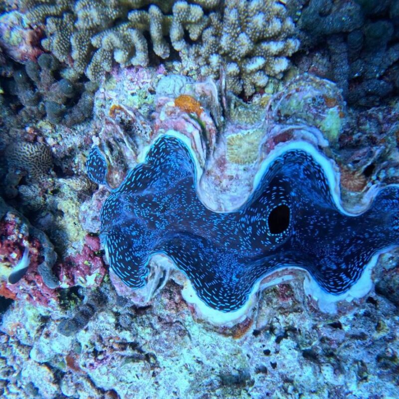 Drawn to the Deep: My Journey Into The Ocean