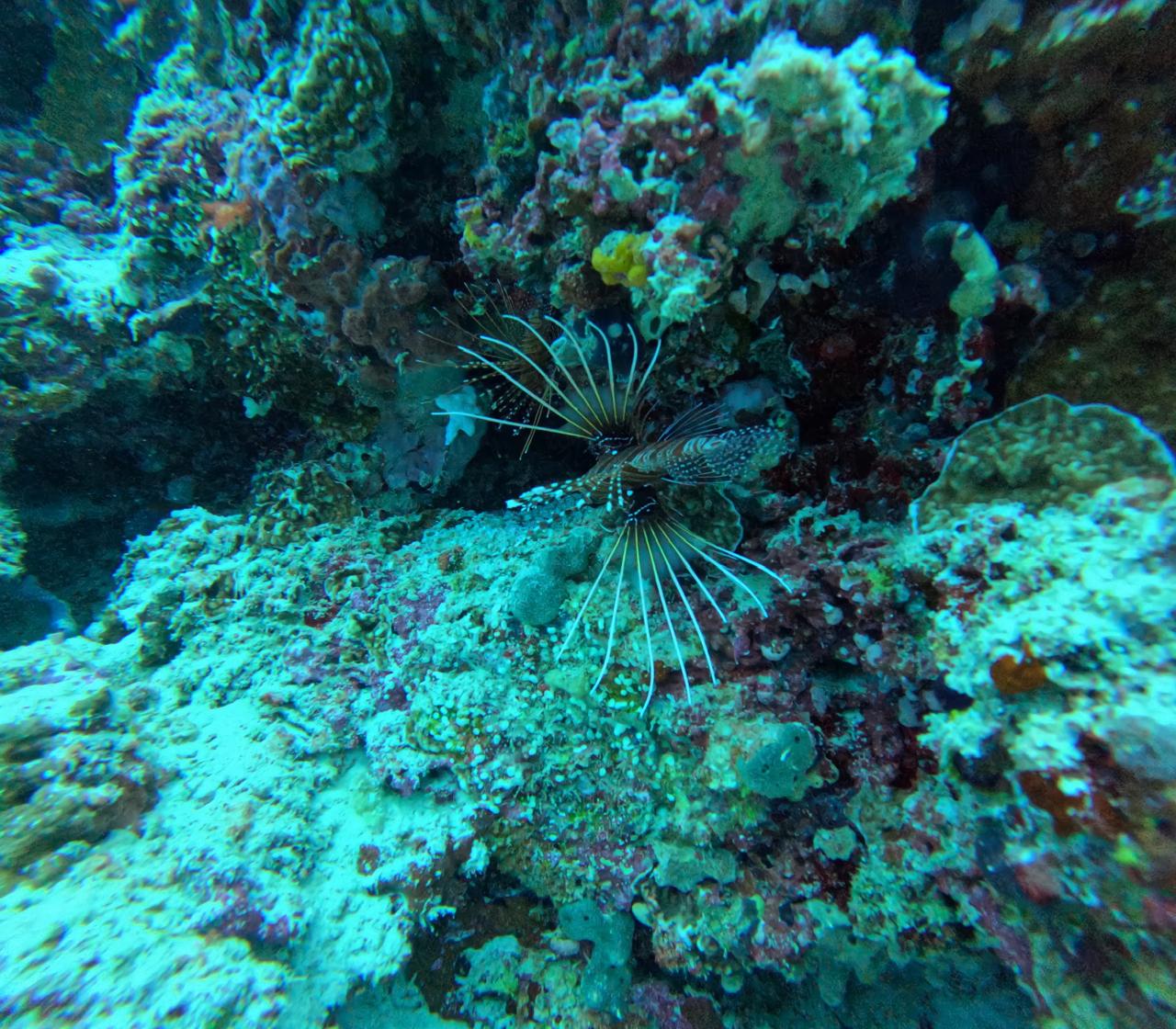 Drawn to the Deep- My Journey into the Ocean-SaltWaterStories