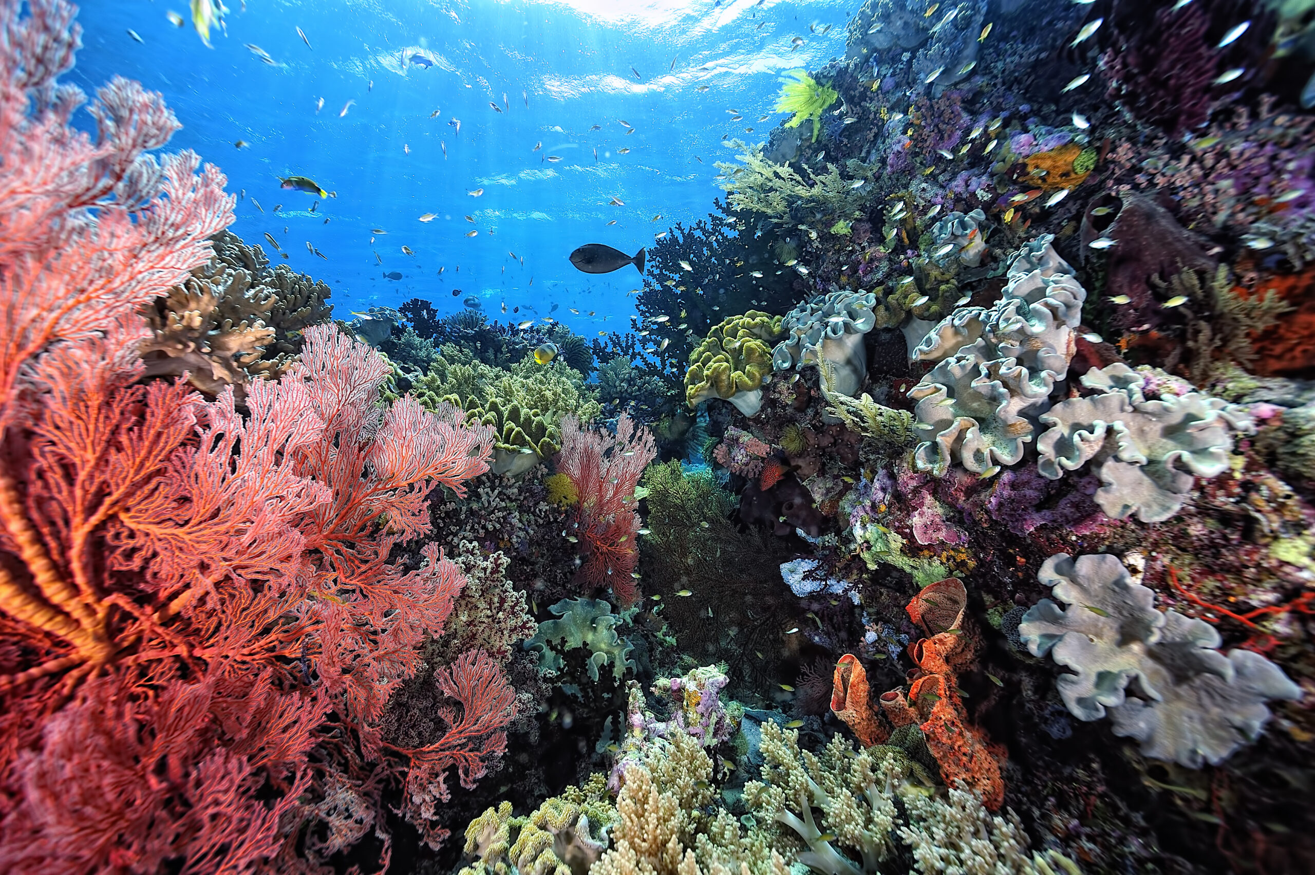 Coral Reefs: The Beating Heart of the Ocean